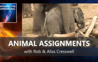 Animal Assignments